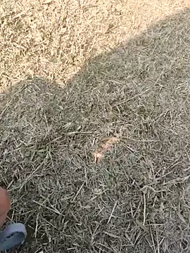 Gururonny07 online show from January 16, 7:38 am