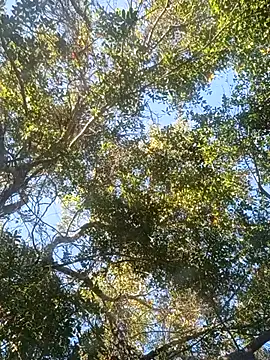 Snapshot of Buffshagswell chatting on November 18, 7:18 pm Buffshagswell online show from November 18, 7:18 pm