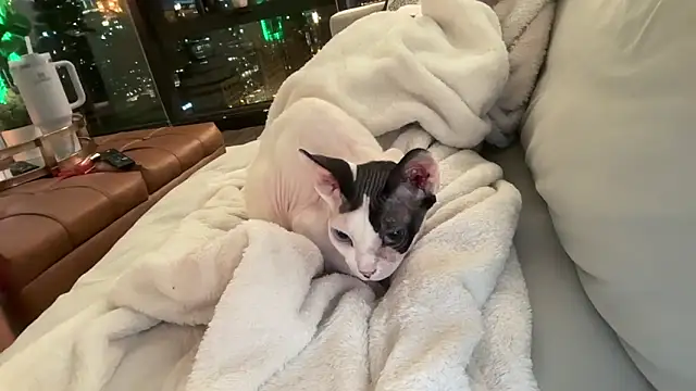 Graciemae baexx online show from December 23, 3:48 am