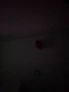 Carolinen online show from February 3, 9:50 pm