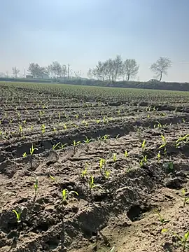 poision51 online show from March 8, 4:12 am