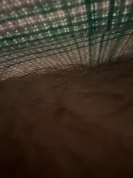 studdboyy online show from December 17, 3:34 am