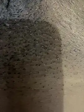 Gordelicia03 online show from November 19, 3:12 pm