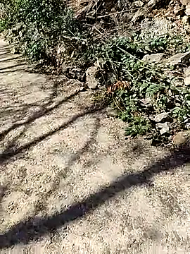 Snapshot of VelvetChocolate7 chatting on February 24, 8:29 pm VelvetChocolate7 online show from February 24, 8:29 pm