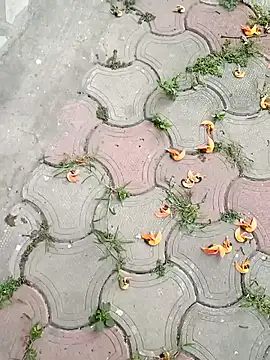 Raj41 online show from March 2, 1:36 am