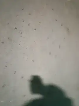 Snapshot of Raj41 chatting on January 9, 4:21 pm Raj41 online show from January 9, 4:21 pm