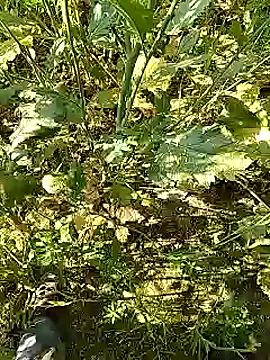 xmanrawan2 online show from February 5, 5:20 am