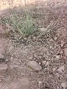 xmanrawan2 online show from March 16, 5:44 am