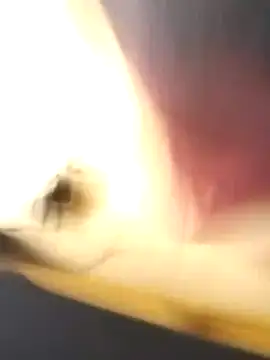 Snapshot of EmCyrex chatting on March 26, 11:49 am EmCyrex online show from March 26, 11:49 am