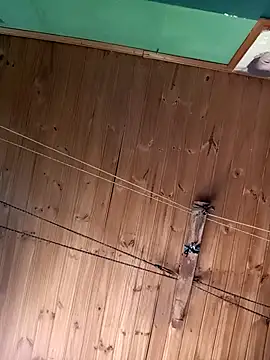 Snapshot of Ridick2025 chatting on November 15, 5:20 pm Ridick2025 online show from November 15, 5:20 pm