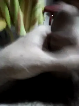userbrasil12345 online show from July 13, 4:59 am