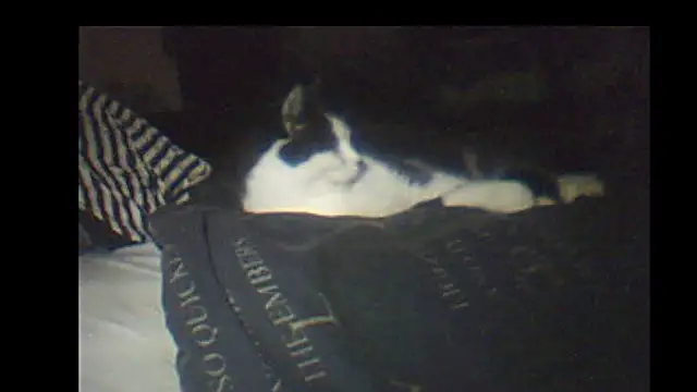 pietje1991 online show from January 8, 9:17 pm