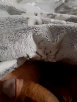 ratoncito 3 online show from November 16, 2:06 am