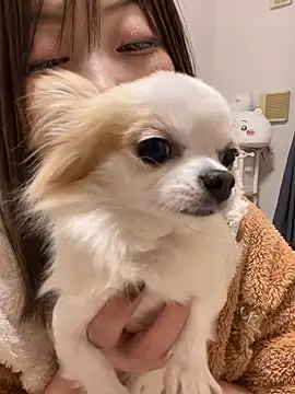 h415a812 online show from November 20, 1:55 pm