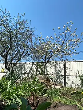 lis silver online show from May 7, 7:36 am