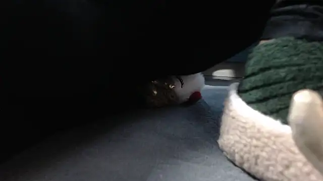 aellabeyonce online show from December 5, 2:36 pm