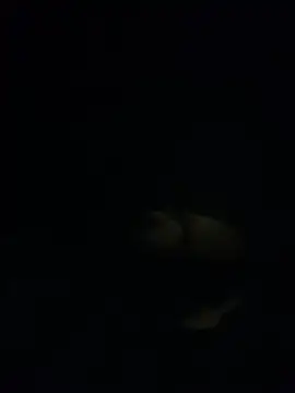 Snapshot of shakeweight chatting on November 18, 7:02 am shakeweight online show from November 18, 7:02 am