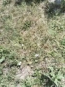 Snapshot of pegaso369 chatting on July 14, 10:21 am pegaso369 online show from July 14, 10:21 am