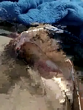 hdz3012 online show from November 15, 1:29 pm