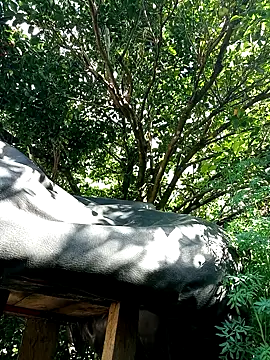 Snapshot of AlphaAlterX chatting on December 16, 7:52 pm AlphaAlterX online show from December 16, 7:52 pm