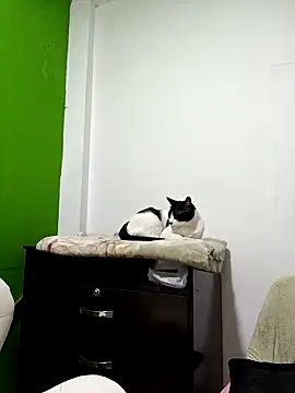 Snapshot of kate_rosse02 chatting on February 11, 8:41 am kate rosse02 online show from February 11, 8:41 am