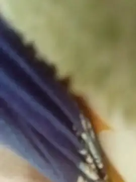 desi boudi87 online show from January 9, 9:34 am