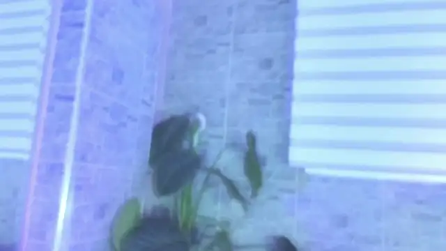 SophiaBloss online show from November 22, 12:26 pm