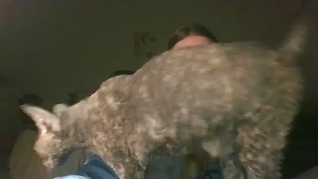 Cynoraye online show from March 20, 7:30 pm