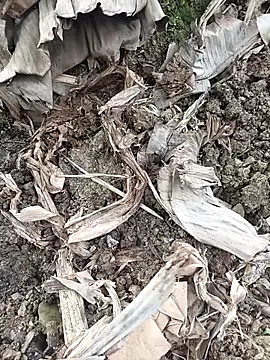 Sikici0734 online show from February 3, 6:40 am