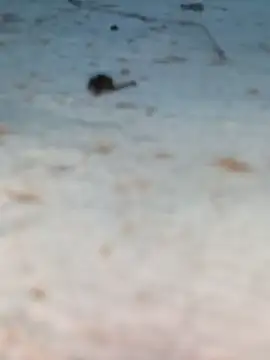 Ut kanchna online show from October 26, 12:22 pm