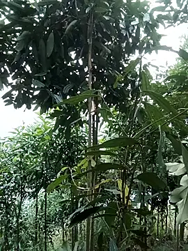 nat-tri online show from January 14, 1:33 am