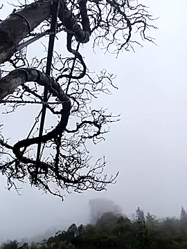 siusiu-00 online show from November 1, 1:07 am