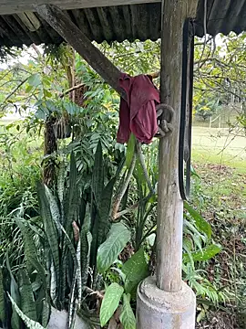 Monahliza online show from April 6, 4:52 pm