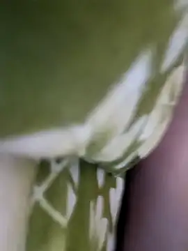 Aalam 0890 online show from December 15, 11:03 am