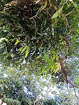 Snapshot of Avejkhan1630 chatting on December 14, 4:29 am Avejkhan1630 online show from December 14, 4:29 am