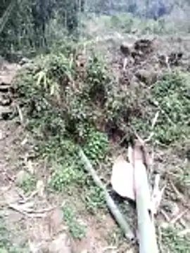 neko-nancy online show from February 26, 7:07 am