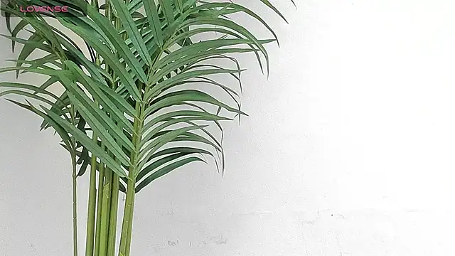 sebastamayo  online show from January 9, 8:54 pm