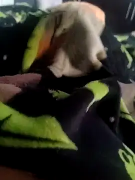 Pretinho dotado online show from December 20, 8:21 am