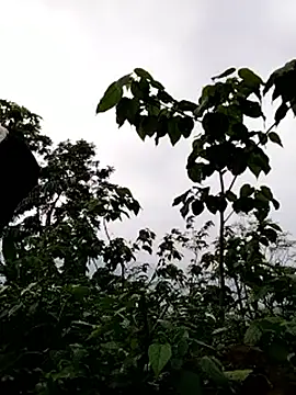 galaxy898 online show from March 15, 10:54 am