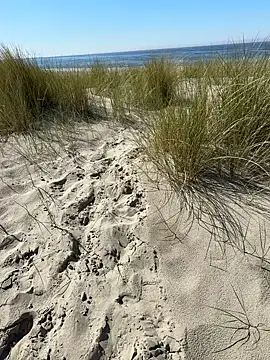 friemeldepiemel online show from May 2, 1:16 pm