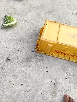 Snapshot of rubitrides11 chatting on February 7, 11:25 am rubitrides11 online show from February 7, 11:25 am