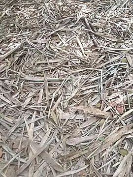 kalai 32 online show from February 6, 6:51 am