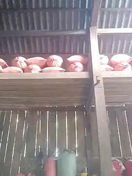 Linka998 online show from March 3, 6:30 am