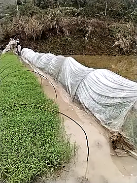 Snapshot of ngocbao11 chatting on March 12, 1:12 am ngocbao11 online show from March 12, 1:12 am