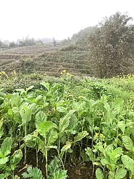 Annhiene online show from March 11, 3:23 am