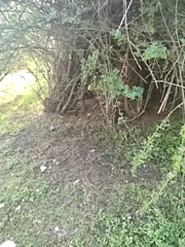 junedkhan99 online show from April 3, 3:04 am