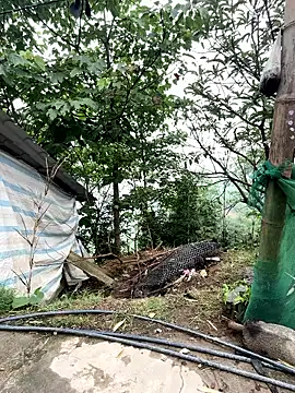 Rosa-x online show from April 19, 9:19 am