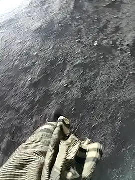 Snapshot of Bengali_BULL1 chatting on November 17, 1:50 pm Bengali BULL1 online show from November 17, 1:50 pm