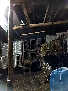 sarpe4 online show from February 8, 6:44 pm