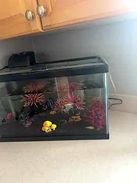 lovely beast online show from December 16, 6:13 pm